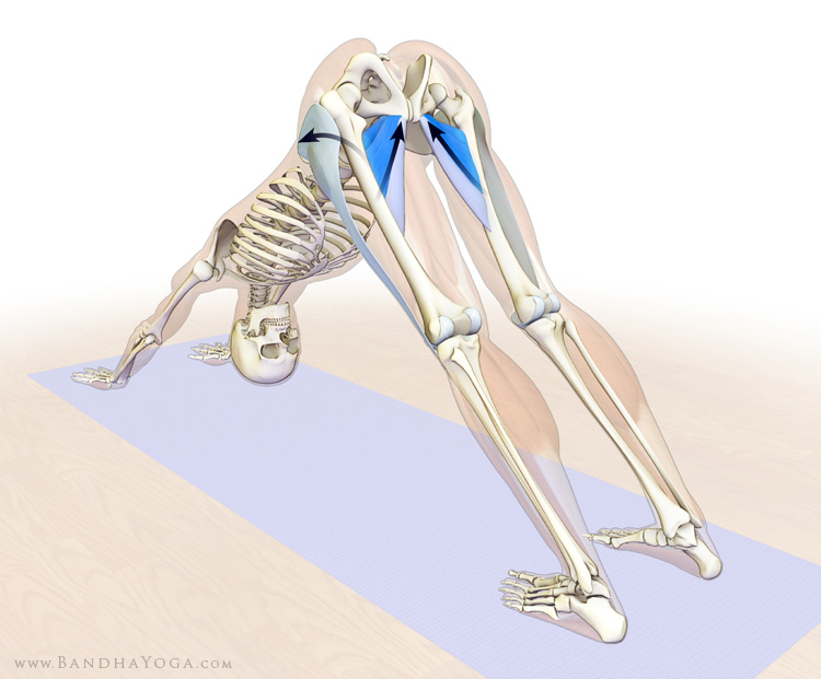 the adductors and TFL in Dog Pose