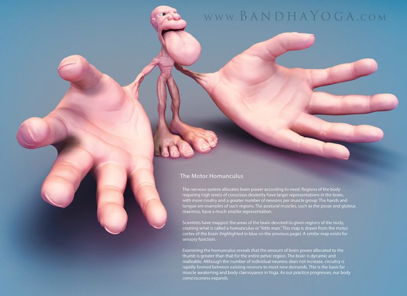 <strong>The Motor Homunculus</strong> - This image is from <em>The Key Poses of Yoga</em>. Showing relative brain allocation for body movement.