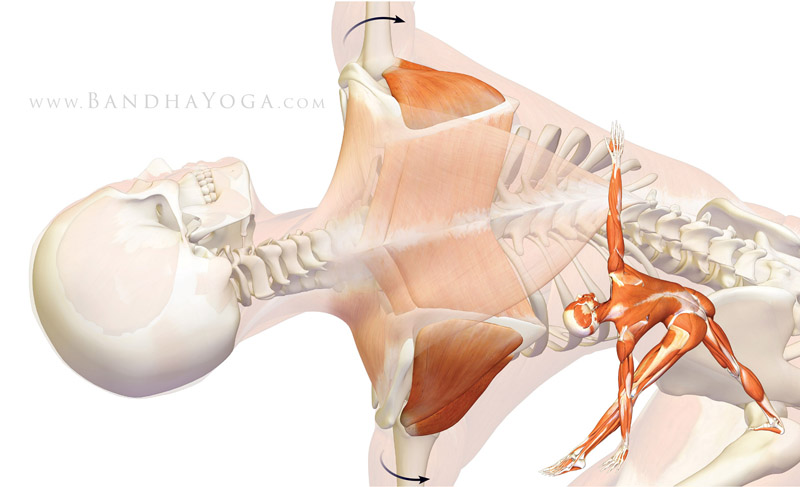 <strong>Infraspinatus in Trikonasana</strong> - This image is from the post <em>Shoulder Biomechanics, Part II: The Infraspinatus & Teres Minor Muscles</em> on the <em>Daily Bandha</em> blog series.