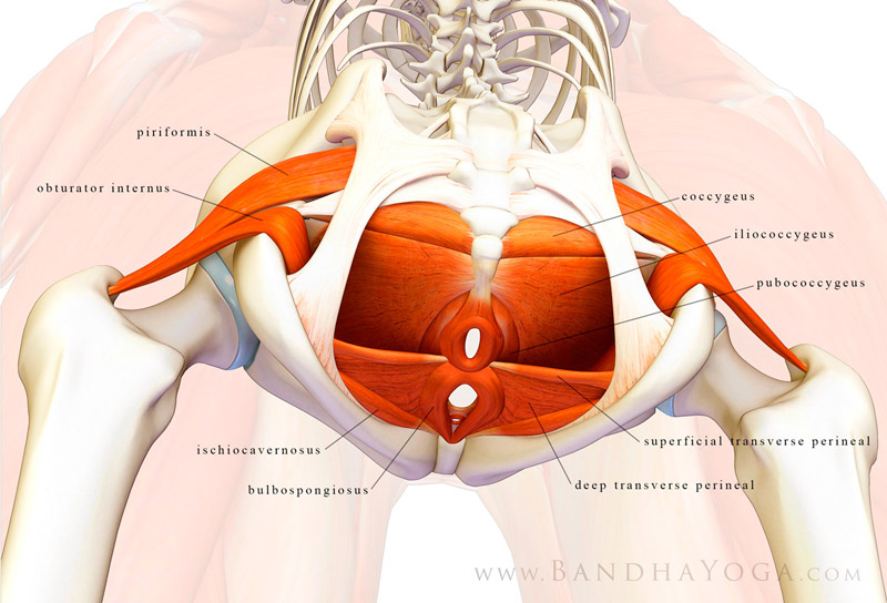 Pelvic Floor - This image is from the post The Pelvic Floor on the Daily Bandha blog series.