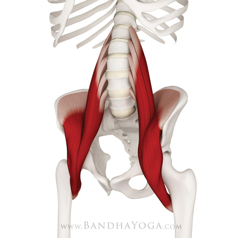 <strong>Iliopsoas</strong> - This image is from <em>The Key Muscles of Yoga</em>. Showing the location of the psoas muscle in the body.