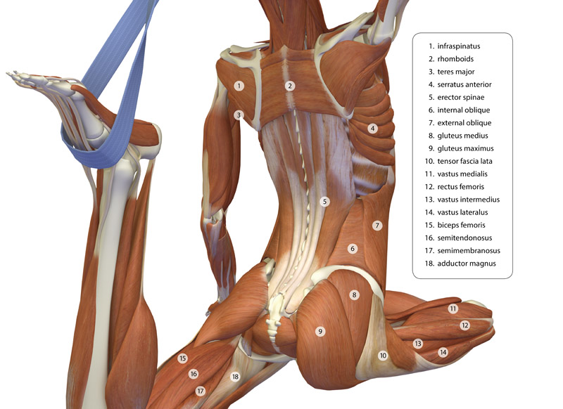 <strong>Back & Trunk Muscles in Pigeon Pose</strong> - This image is from the <em>Index of Anatomy</em> in <em>The Key Poses of Yoga</em>.