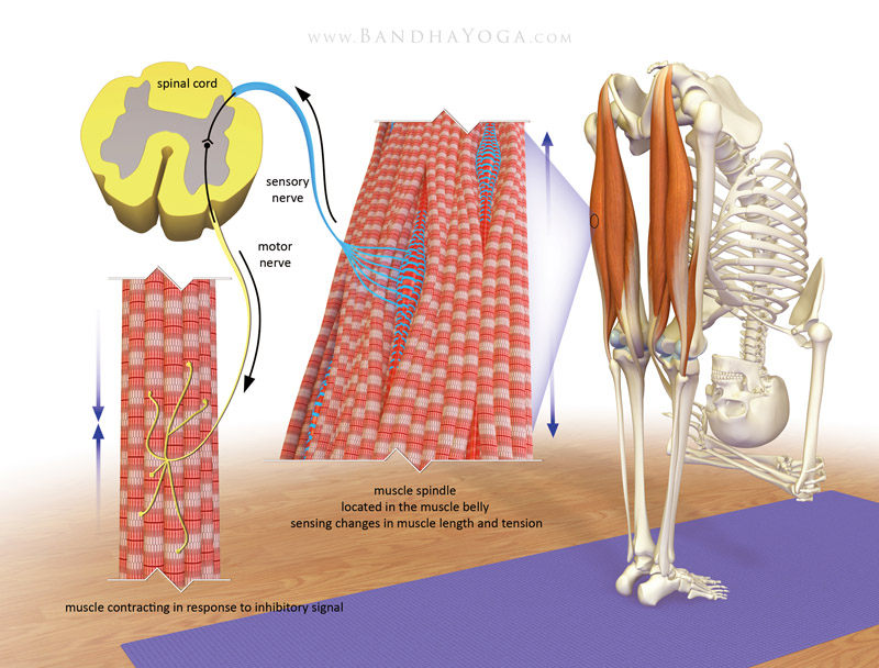 <strong>Muscle Spindle</strong> - This image is from <em>The Key Poses of Yoga</em>. Illustrating the muscle spindle stretch receptor.