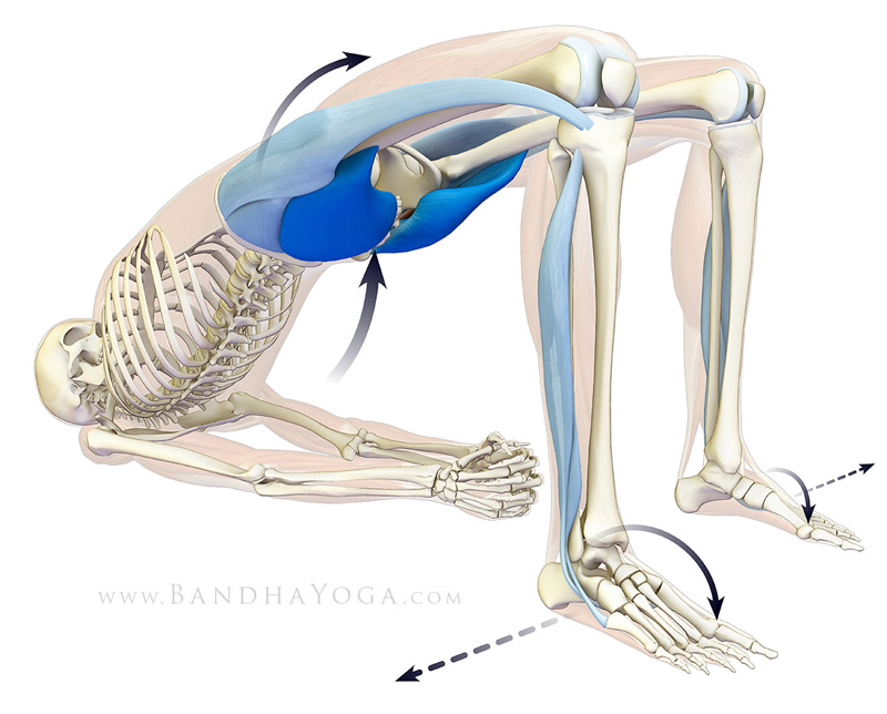 <strong>Active Setu Bandha</strong> - This image is from the <em>Anatomy for Backbends and Twists</em> in the <em>Yoga Mat Companion</em> book series.