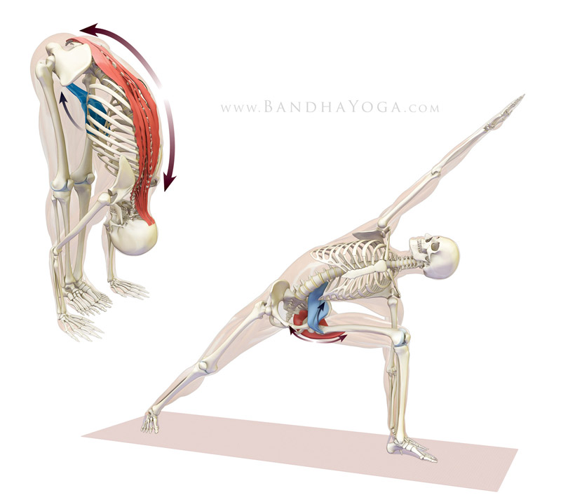 Reciprocal Inhibition - This image is from the Keys Concepts section in the Anatomy for Vinyasa Flow and Standing Poses book.