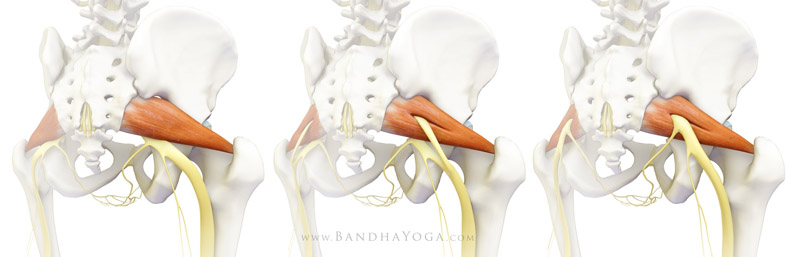 <strong>Siatic Nerve Routing</strong> - This image is from <em>Healing with Yoga: Piriformis Syndrome</em> on the <em>Daily Bandha</em> blog series.
