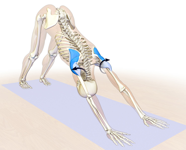 the rotator cuff and deltoids in downward facing dog pose