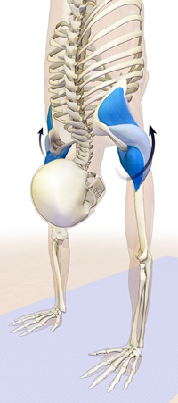 the rotator cuff and deltoids in full arm balance