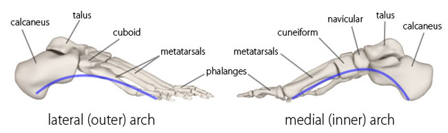 lateral, medial, arches of the foot