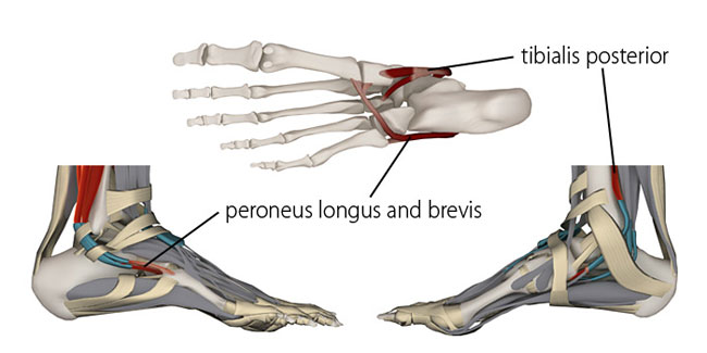 tibialis posterior, peroneus longus and brevis